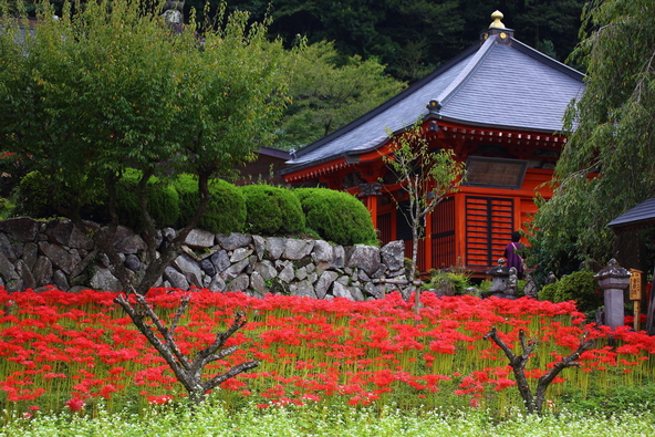 「東国花の寺百ヶ寺」のひとつにも数えられている彼岸花の名所(画像提供:JIOTO / PIXTA)