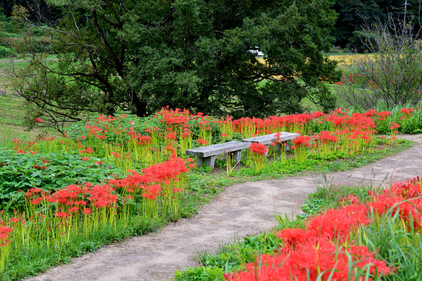 どこか懐かしい光景が広がる「簑沢彼岸花群生地」(画像提供:matsuno / PIXTA)