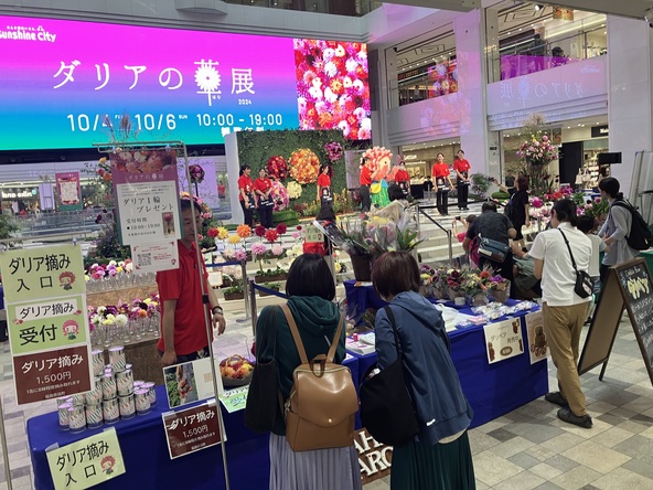 10月3日(金)10時から、先着100人にダリアの切花をプレゼント♪