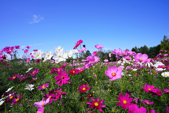 9月下旬頃から「花の広場」一面に咲き広がる見込みです(画像提供:きゅーまる / PIXTA)