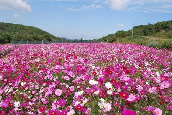 秋晴れのもと、両手一杯にコスモスを堪能しましょう