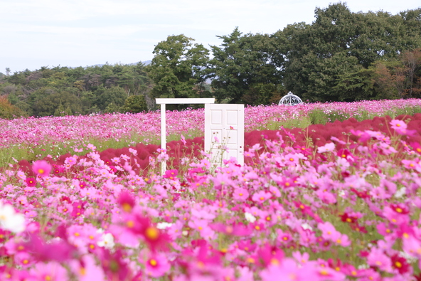 コスモス畑には、写真映えするフォトスポットも充実しています(過去開催時の様子)