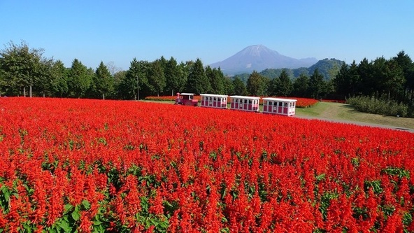 花の丘では10万株のサルビア・スプレンデンスが開花!