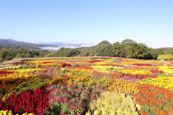 ケイトウ、サルビア、千日紅などをパッチワークのように植栽されています