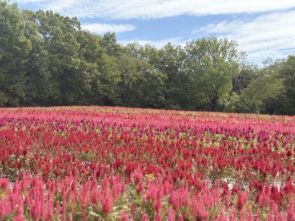 秋風に揺られる色鮮やかな「羽毛ゲイトウ」(9月22日時点)