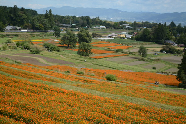 「里山文化ゾーン」を彩るキバナコスモス