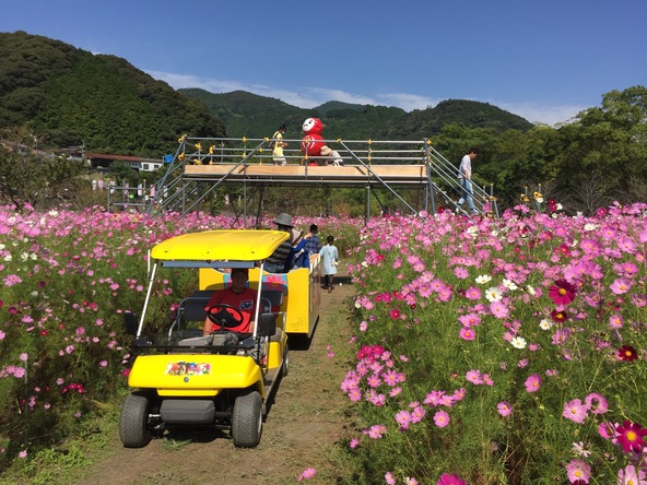 見渡す限りのコスモス畑にママパパも感動!