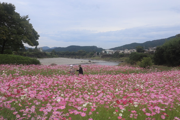 仁淀川のほとりで、川風を感じながらコスモスをゆったり観賞しましょう