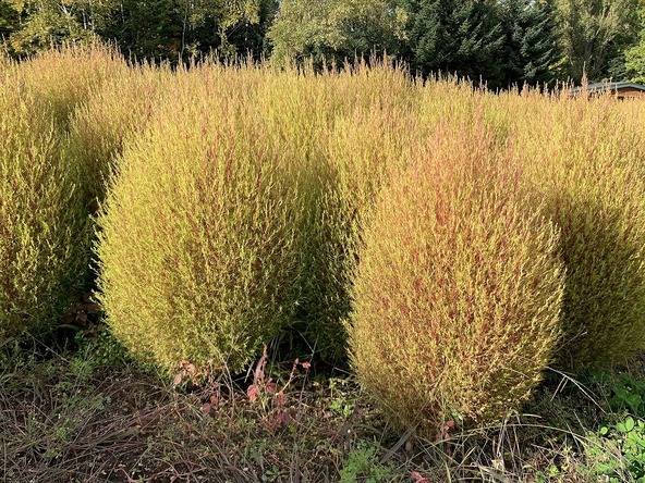 滝野ファイヤーエッグ