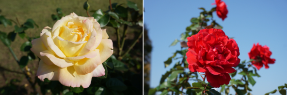 左は花色が変化する「ピース」、右は世界平和を願って寄贈された「シモーヌ・ヴェイユ」