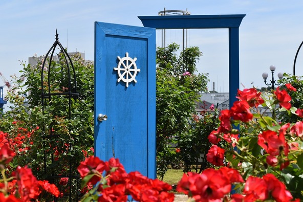 園内のバラは、地域のボランティアと公園スタッフが丁寧に育ててきた賜物です