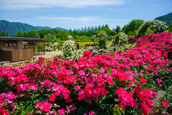 満開時の様子(画像提供:Yoshitaka / PIXTA)