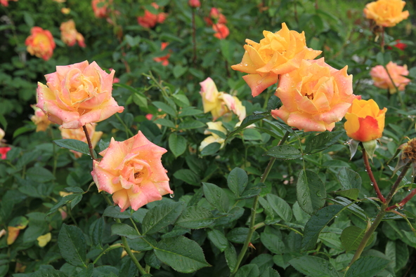 赤みを帯びた濃黄色が美しい「ゴールドマリー’84」の秋バラ(画像提供:らんぱち / PIXTA)