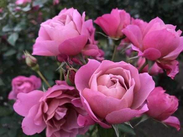 深みのある色あいは秋バラならでは