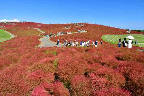 例年10月上旬ごろから紅葉が始まります