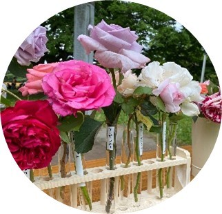 「香るバラ展」イメージ