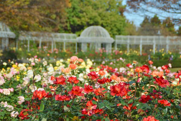 秋バラの花姿や色あい、香りをじっくりと観賞しましょう