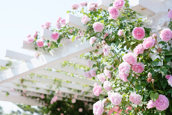 つるバラの多くは5月から6月にかけての一季咲きです(画像提供:photochic / PIXTA)