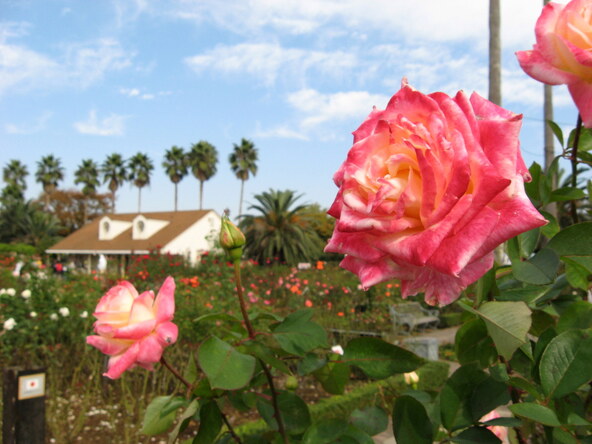 花の色に深みがあり、香りが濃い秋バラ(画像提供:hirorin / PIXTA)