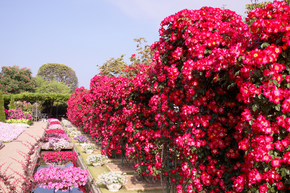 500品種・2,500株のバラが植えられている「あしかがフラワーパーク」(画像提供:Tozawa / PIXTA)