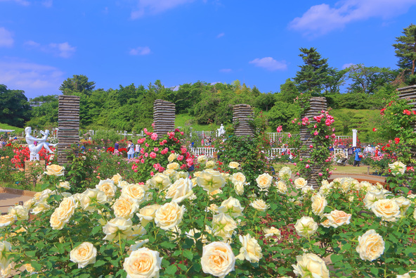 開花時期にあわせて期間限定で開苑する「ばら苑」(画像提供:kazukiatuko / PIXTA)