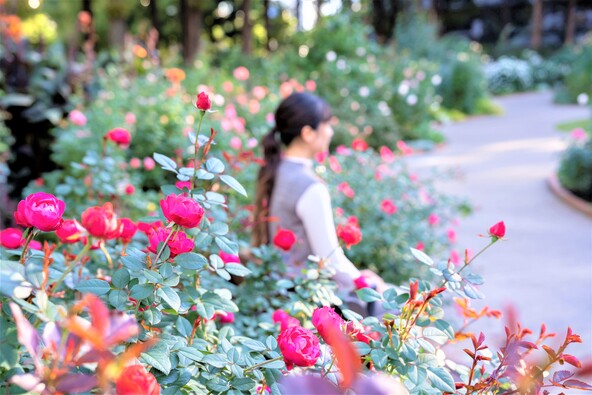園内には約340品種のバラが植えられています