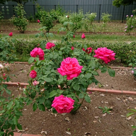 50種・480本のバラが植えられている「玉村町北部公園」
