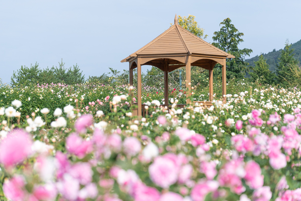 バラの最盛期には、辺り一面がフレッシュな香りに包まれます