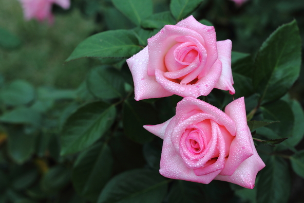 メモリアルイベントでは、寛仁親王妃信子さまが「プリンセスノブコ」をお手植えされた記念碑の除幕式も開催されます(画像提供:アクセル / PIXTA)