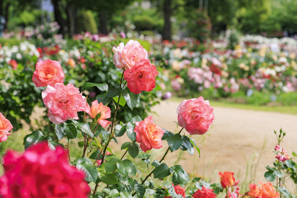 満開の時期の「RSKバラ園」(画像提供:オフィスK / PIXTA)