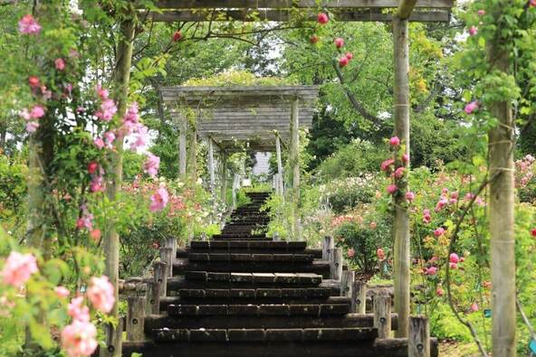 バラと多彩な草花に彩られた美しいガーデン(画像提供:佐倉市)