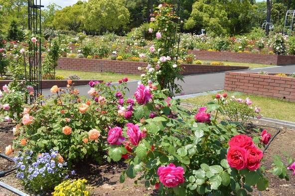バラが見頃の時期の「江汐公園」
