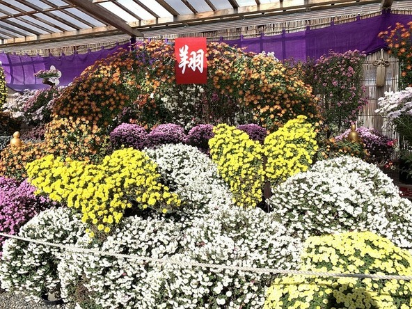 約500鉢の菊花、大型作品も展示