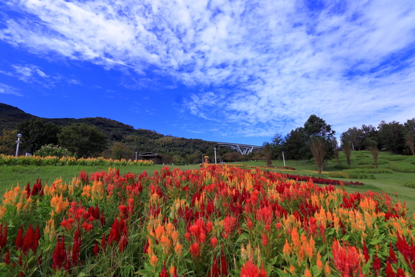 秋の青空に映えるケイトウ(画像提供:Rei / PIXTA)