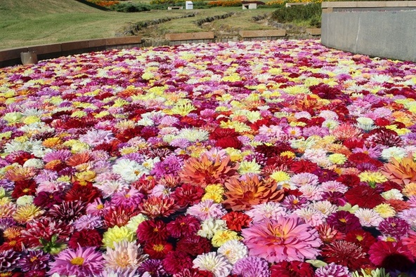 フォトスポットとしてもおすすめの、移ろいの庭「ぶかぶかダリア」(イメージ)