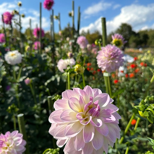 一輪一輪異なる表情を見せてくれるダリア