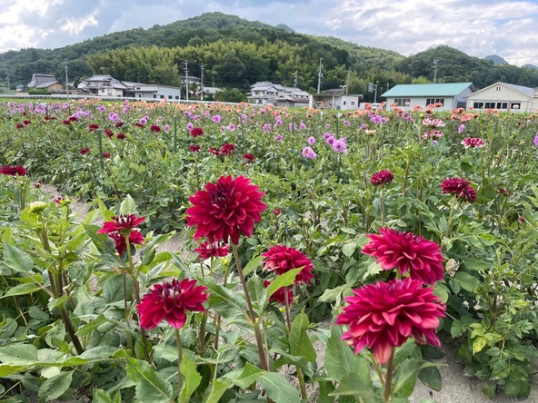 バラエティ豊かなダリアを観賞できるスポットです