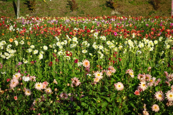 満開の時期の「宝塚ダリア園」