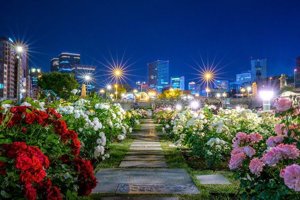 大阪の夜景を背景に咲くバラもきれいです(画像提供:ラブ / PIXTA)