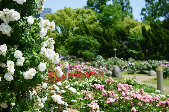 満開時のバラ園(画像提供:ゆるネコ / PIXTA)