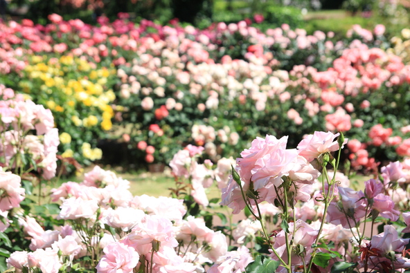 満開の頃の「ばら園」(画像提供:のりりん / PIXTA)