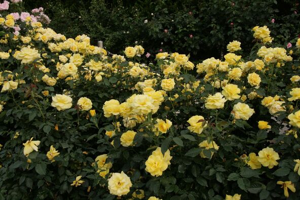 「京都府立植物園」に咲く満開の時期のゴールドバニー