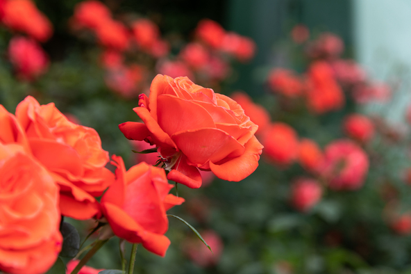 色と香りは春バラ以上とされる秋のバラ