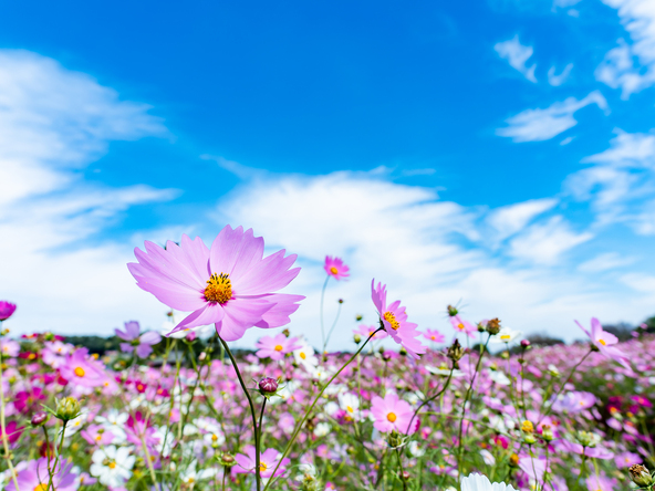 秋の訪れを告げるコスモス(画像提供:keite.tokyo / PIXTA)