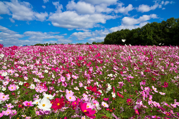 「花の丘」に咲くコスモス(画像提供:shimanto / PIXTA)