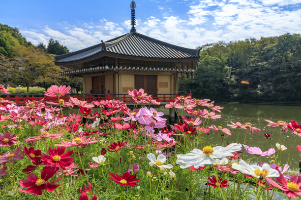 「金閣浮御堂」とコスモスが華やかに共演(画像提供:オフィスK / PIXTA)