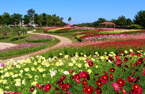 色とりどりのコスモスが虹のようにデザインされた「虹の丘」(画像提供:木の葉 / PIXTA)