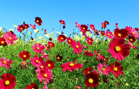 園内に咲いていたコスモス(画像提供:木の葉 / PIXTA)