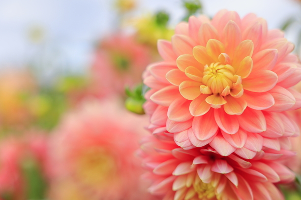 満開のダリア(画像提供:オフィスK / PIXTA)