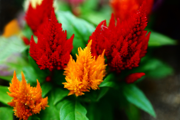 「羽毛(うもう)ケイトウ」は秋の観光地でもっとも多く見かけるケイトウです